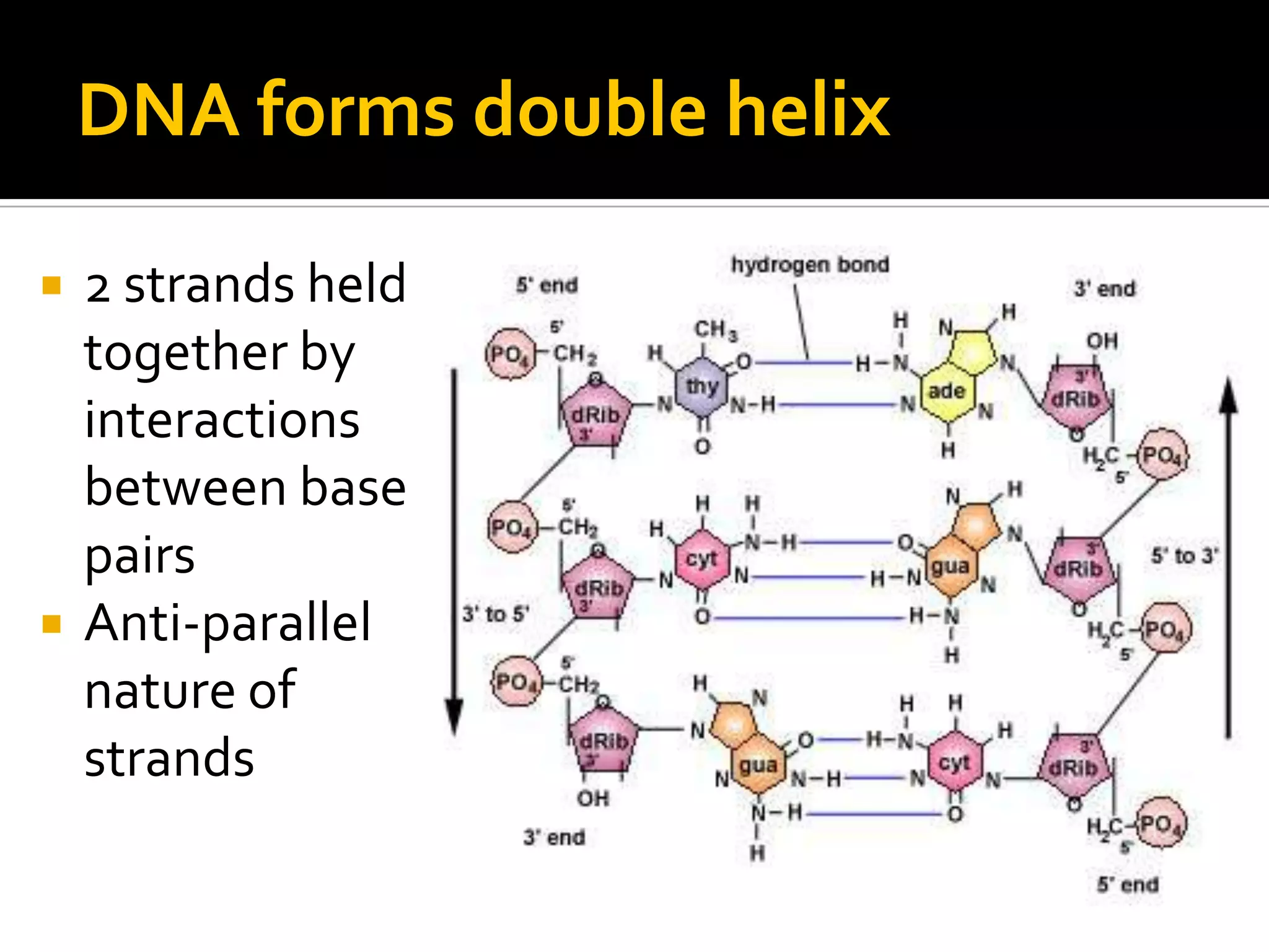 DNA forms double helix

   2 strands held
    together by
    interactions
    between base
    pairs
   Anti-parallel
    nature of
    strands
 