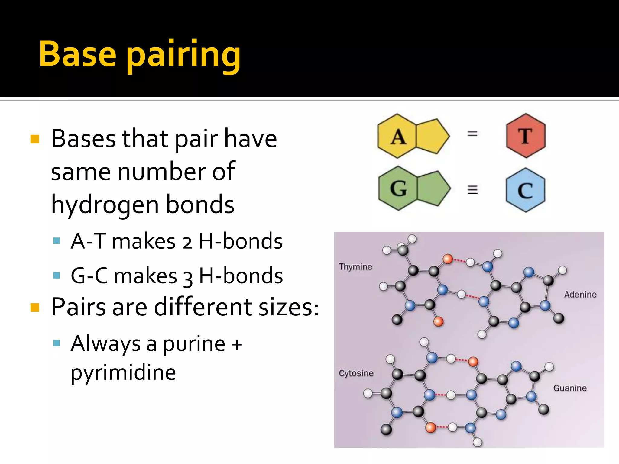 Base pairing

   Bases that pair have
    same number of
    hydrogen bonds
     A-T makes 2 H-bonds
     G-C makes 3 H-bonds
   Pairs are different sizes:
     Always a purine +
     pyrimidine
 