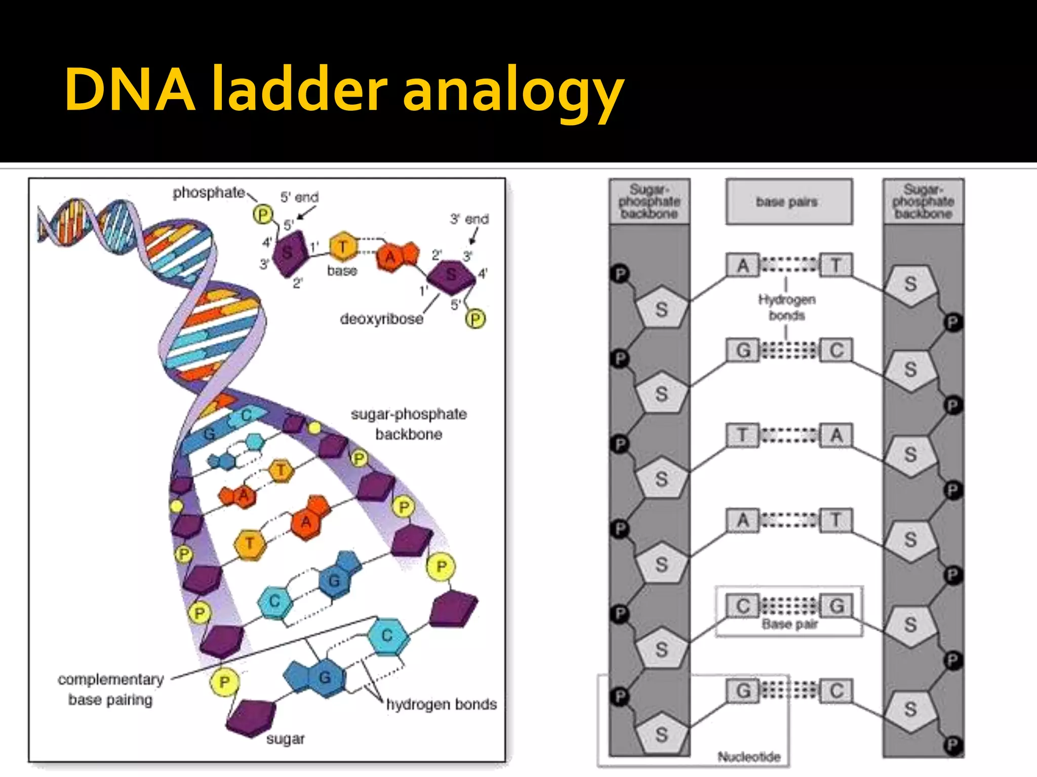 DNA ladder analogy
 
