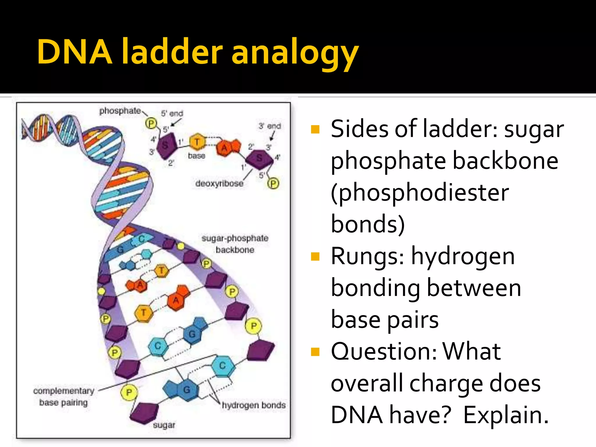 DNA ladder analogy
                  Sides of ladder: sugar
                   phosphate backbone
                   (phosphodiester
                   bonds)
                  Rungs: hydrogen
                   bonding between
                   base pairs
                  Question: What
                   overall charge does
                   DNA have? Explain.
 