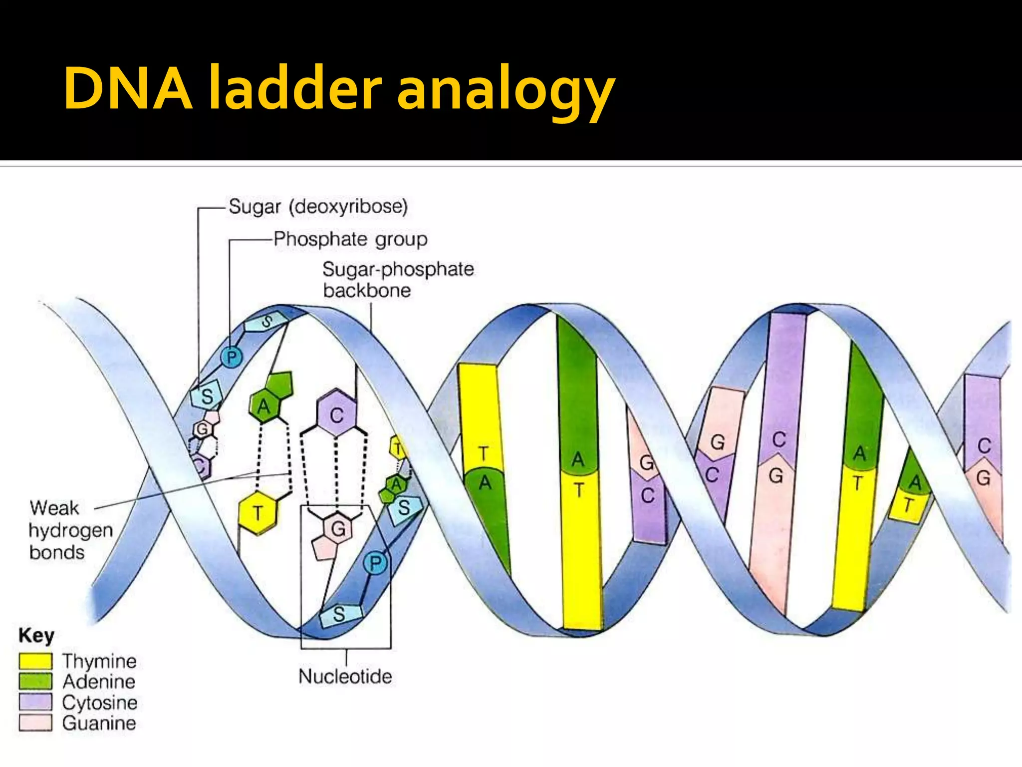 DNA ladder analogy
 