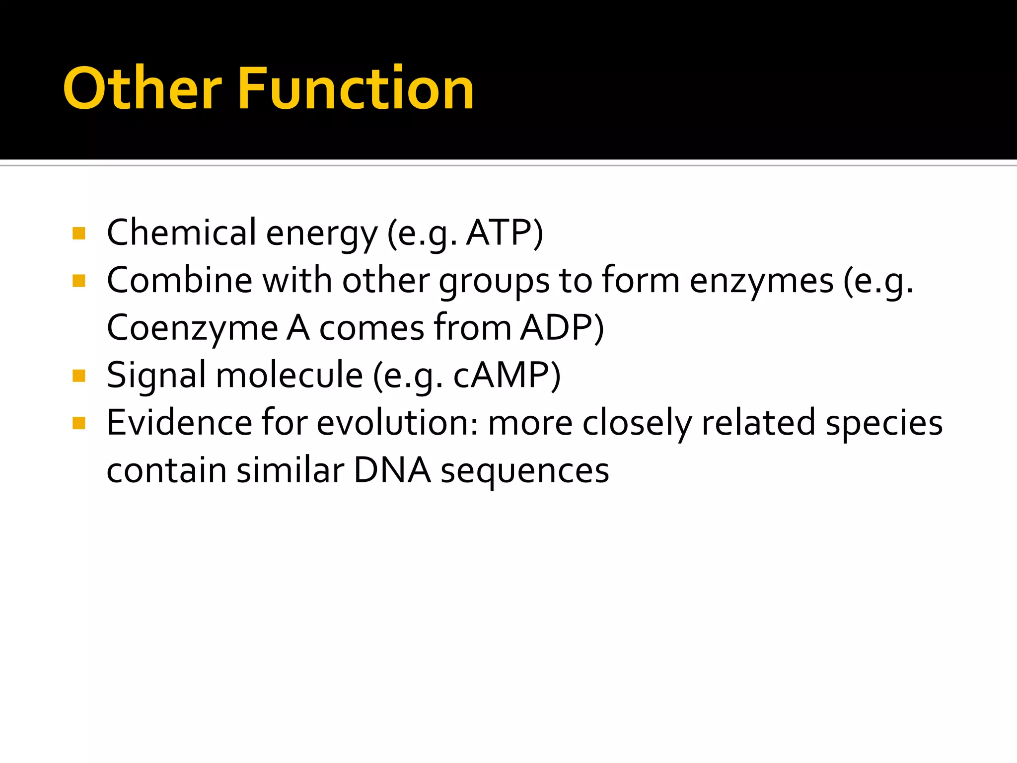 Other Function

 Chemical energy (e.g. ATP)
 Combine with other groups to form enzymes (e.g.
  Coenzyme A comes from ADP)
 Signal molecule (e.g. cAMP)
 Evidence for evolution: more closely related species
  contain similar DNA sequences
 