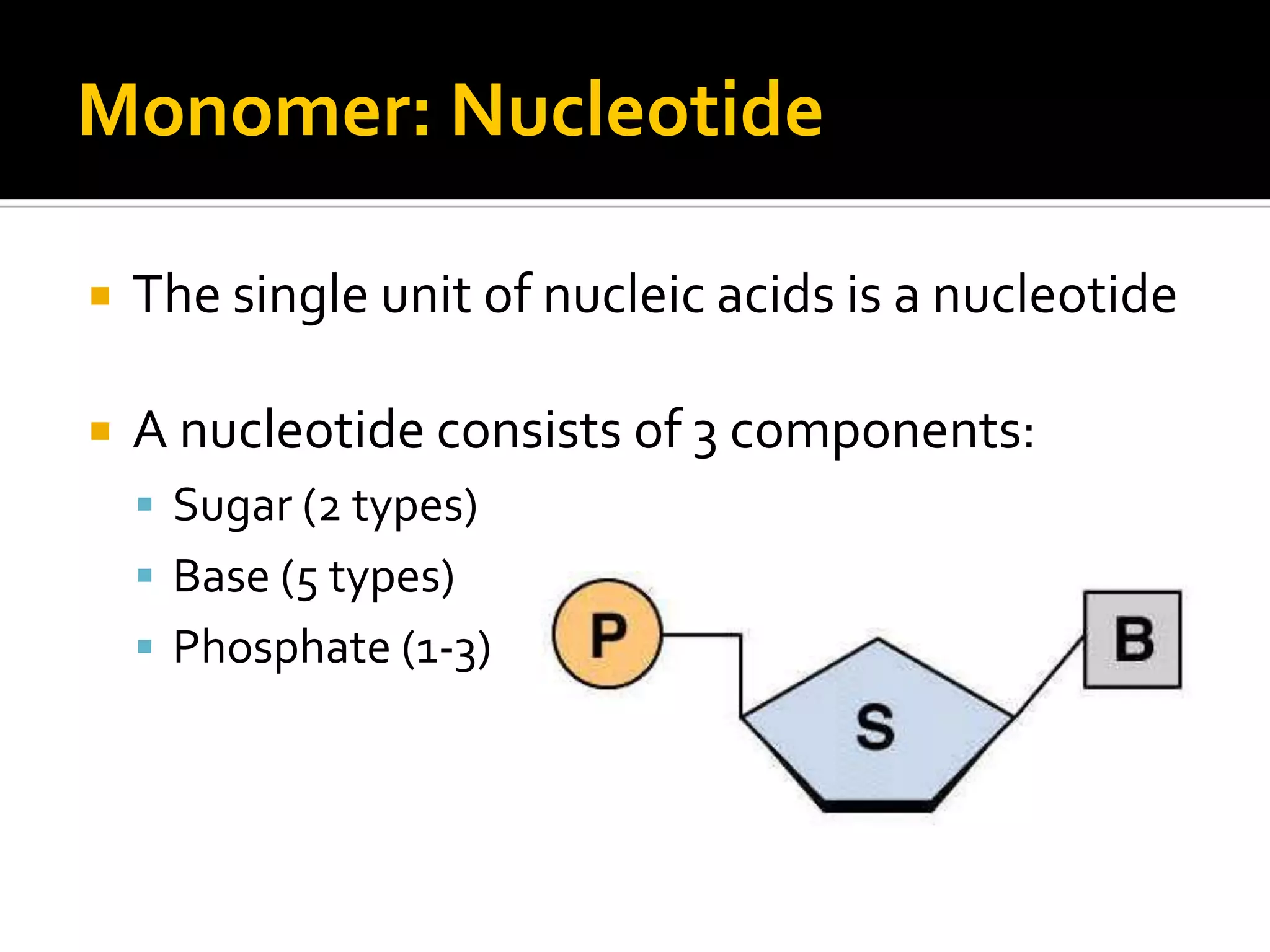 Monomer: Nucleotide

   The single unit of nucleic acids is a nucleotide

   A nucleotide consists of 3 components:
     Sugar (2 types)
     Base (5 types)
     Phosphate (1-3)
 