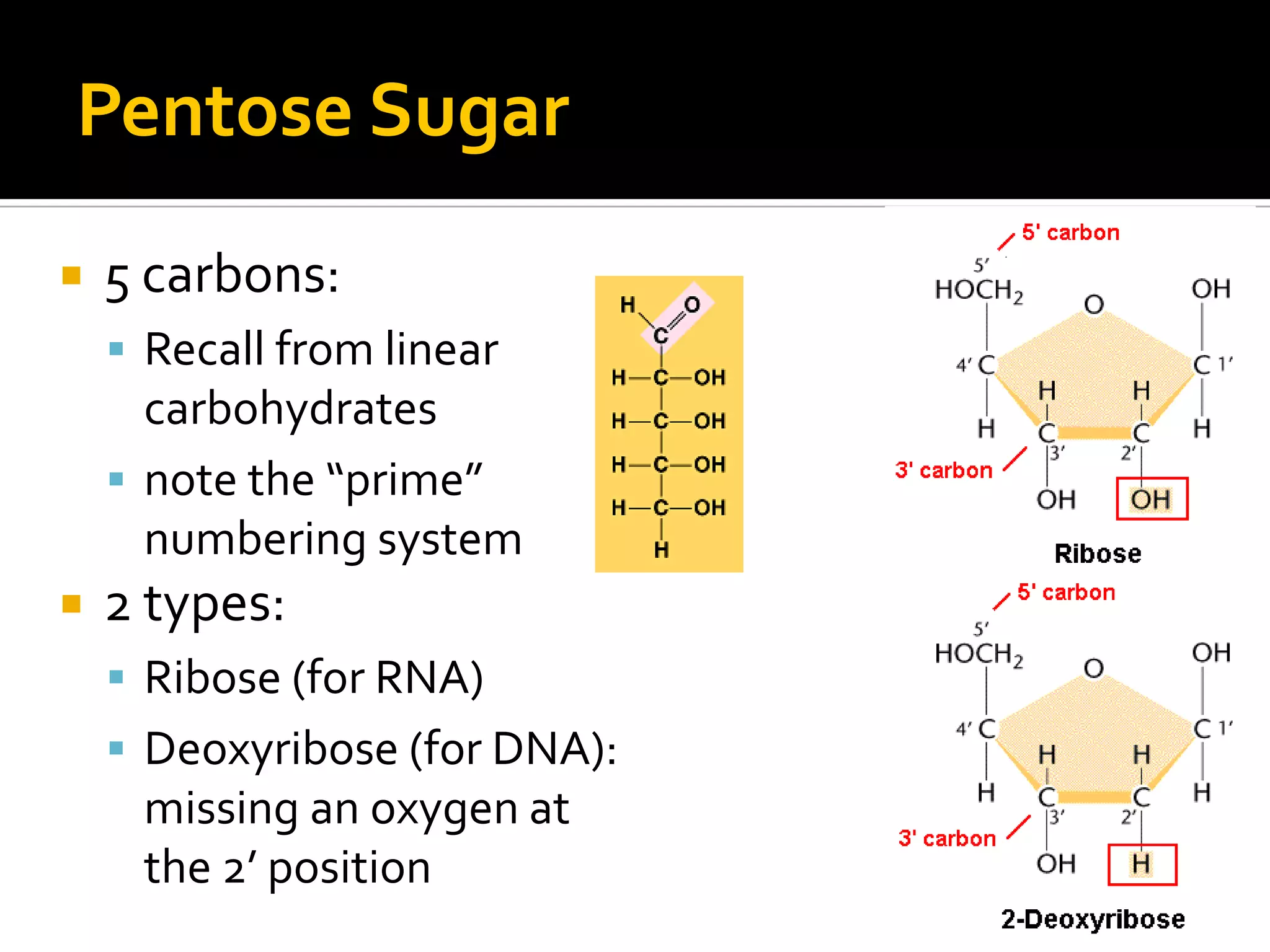 Pentose Sugar
   5 carbons:
     Recall from linear
      carbohydrates
     note the “prime”
      numbering system
   2 types:
     Ribose (for RNA)
     Deoxyribose (for DNA):
     missing an oxygen at
     the 2’ position
 