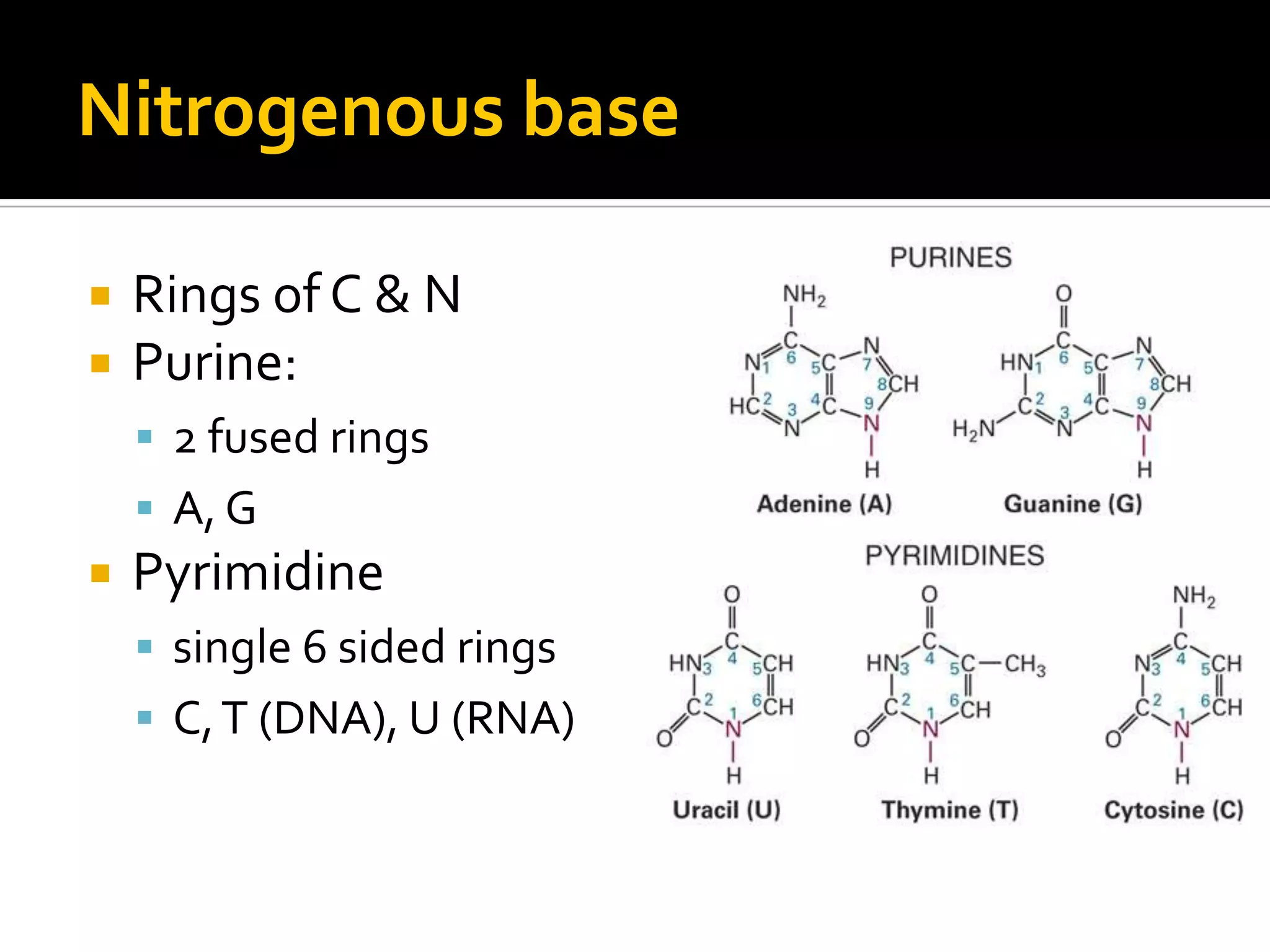 Nitrogenous base

   Rings of C & N
   Purine:
     2 fused rings
     A, G
   Pyrimidine
     single 6 sided rings
     C, T (DNA), U (RNA)
 