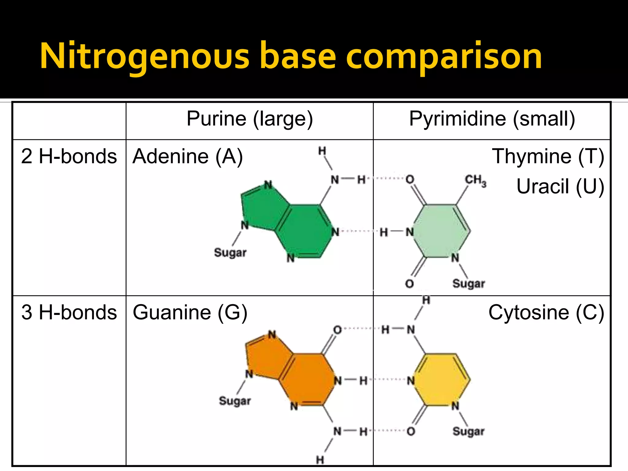 Nitrogenous base comparison
               Purine (large)   Pyrimidine (small)
2 H-bonds Adenine (A)                   Thymine (T)
                                          Uracil (U)




3 H-bonds Guanine (G)                   Cytosine (C)
 