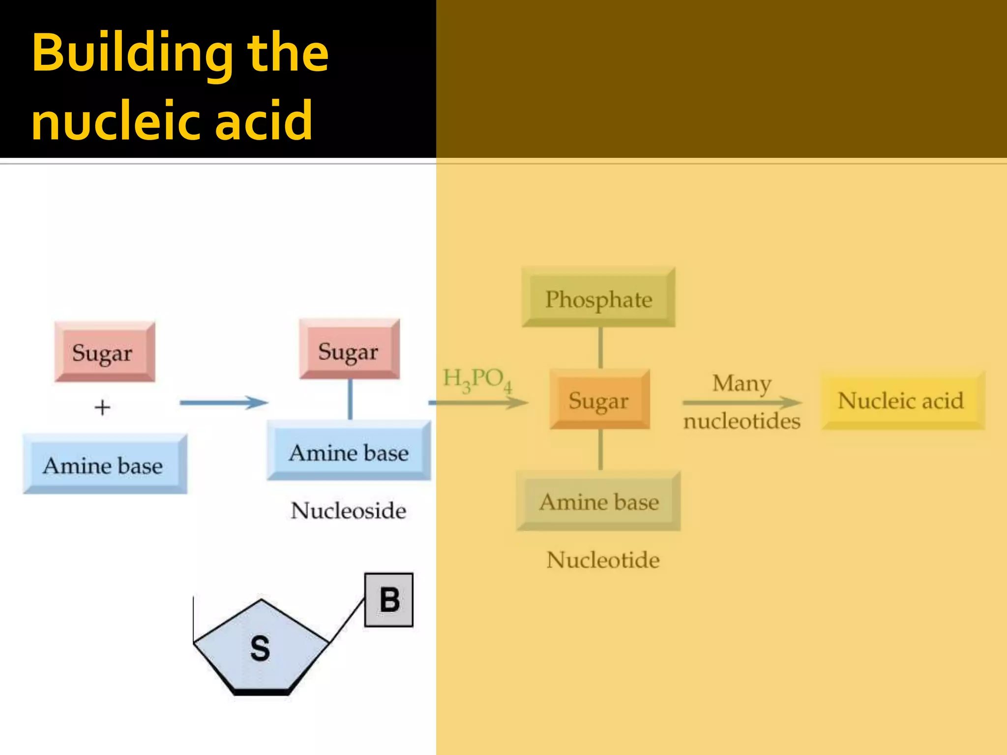 Building the
nucleic acid
 