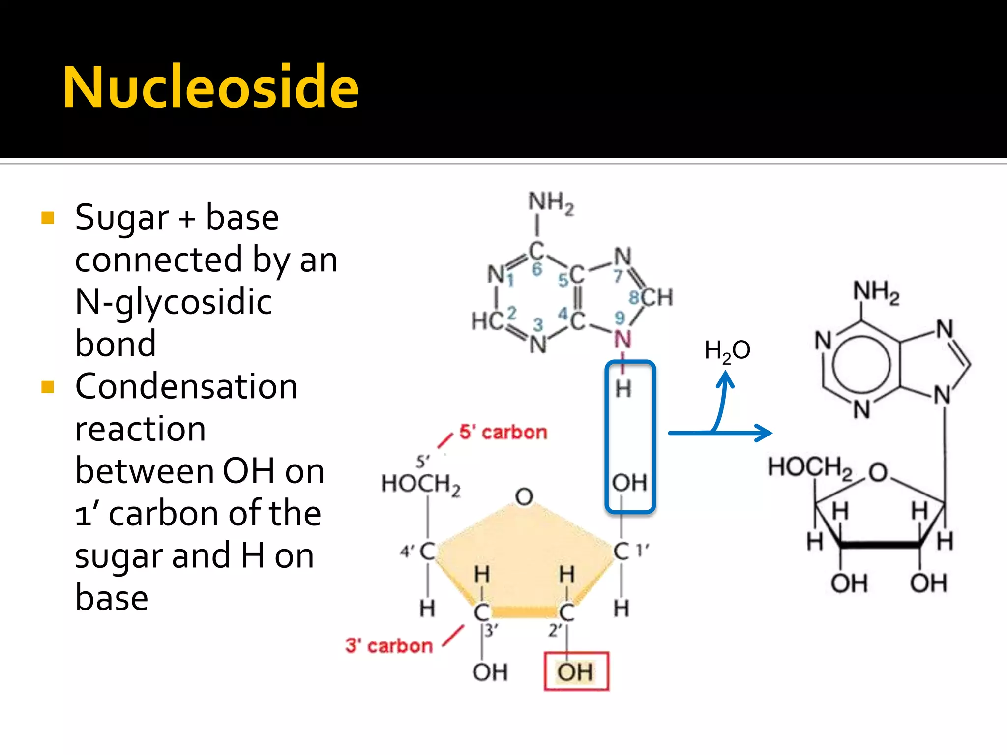 Nucleoside
 Sugar + base
  connected by an
  N-glycosidic
  bond               H2O
 Condensation
  reaction
  between OH on
  1’ carbon of the
  sugar and H on
  base
 