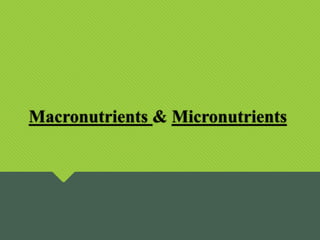 Macronutrients & Micronutrients
 