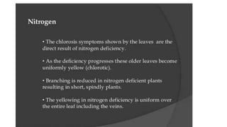 Macronutrient deficiency in plants