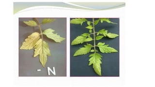 Macronutrient deficiency in plants