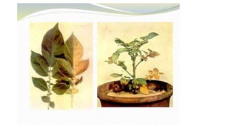 Macronutrient deficiency in plants