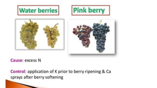 Macronutrient deficiency in plants