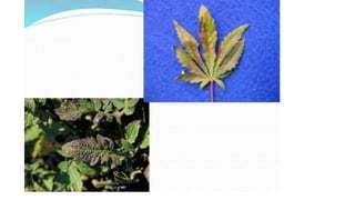 Macronutrient deficiency in plants