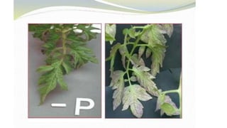 Macronutrient deficiency in plants