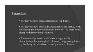 Macronutrient deficiency in plants