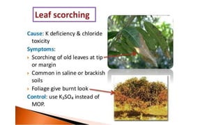 Macronutrient deficiency in plants