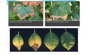 Macronutrient deficiency in plants