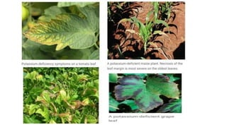 Macronutrient deficiency in plants