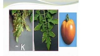 Macronutrient deficiency in plants