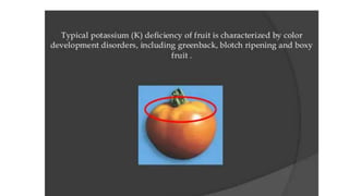 Macronutrient deficiency in plants