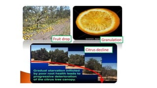 Macronutrient deficiency in plants