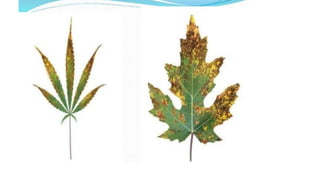 Macronutrient deficiency in plants