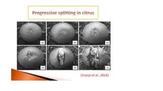 Macronutrient deficiency in plants