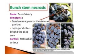 Macronutrient deficiency in plants
