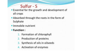 Macronutrient deficiency in plants