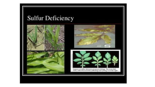 Macronutrient deficiency in plants