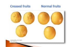 Macronutrient deficiency in plants