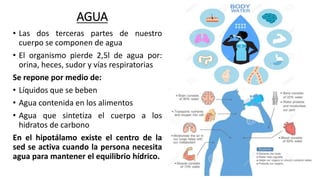 AGUA
• Las dos terceras partes de nuestro
cuerpo se componen de agua
• El organismo pierde 2,5l de agua por:
orina, heces, sudor y vías respiratorias
Se repone por medio de:
• Líquidos que se beben
• Agua contenida en los alimentos
• Agua que sintetiza el cuerpo a los
hidratos de carbono
En el hipotálamo existe el centro de la
sed se activa cuando la persona necesita
agua para mantener el equilibrio hídrico.
 