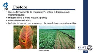13
Fósforo
• Atua no fornecimento de energia (ATP), síntese e degradação de
macromoléculas;
• Imóvel no solo e muito móvel na planta;
• Acúmulo no meristema;
• Deficiência: menor crescimento das plantas e folhas arroxeadas (milho).
Fonte: Embrapa
 