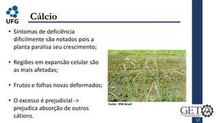 • Sintomas de deficiência
dificilmente são notados pois a
planta paralisa seu crescimento;
• Regiões em expansão celular são
as mais afetadas;
• Frutos e folhas novas deformados;
• O excesso é prejudicial ->
prejudica absorção de outros
cátions.
17
Cálcio
Fonte: IPNI Brasil
 
