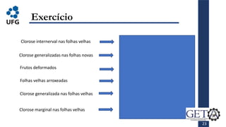 Exercício
Clorose internerval nas folhas velhas
Clorose generalizadas nas folhas novas
Frutos deformados
Folhas velhas arroxeadas
Clorose generalizada nas folhas velhas
Clorose marginal nas folhas velhas
Magnésio
Enxofre
Cálcio
Fósforo
Nitrogênio
Potássio
23
 