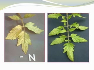 Macronutrients role in plants | PPTX