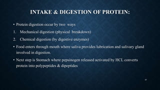 INTAKE & DIGESTION OF PROTEIN:
• Protein digestion occur by two ways
1. Mechanical digestion (physical breakdown)
2. Chemical digestion (by digestive enzymes)
• Food enters through mouth where saliva provides lubrication and salivary gland
involved in digestion.
• Next step is Stomach where pepsinogen released activated by HCL converts
protein into polypeptides & dipeptides
26
 