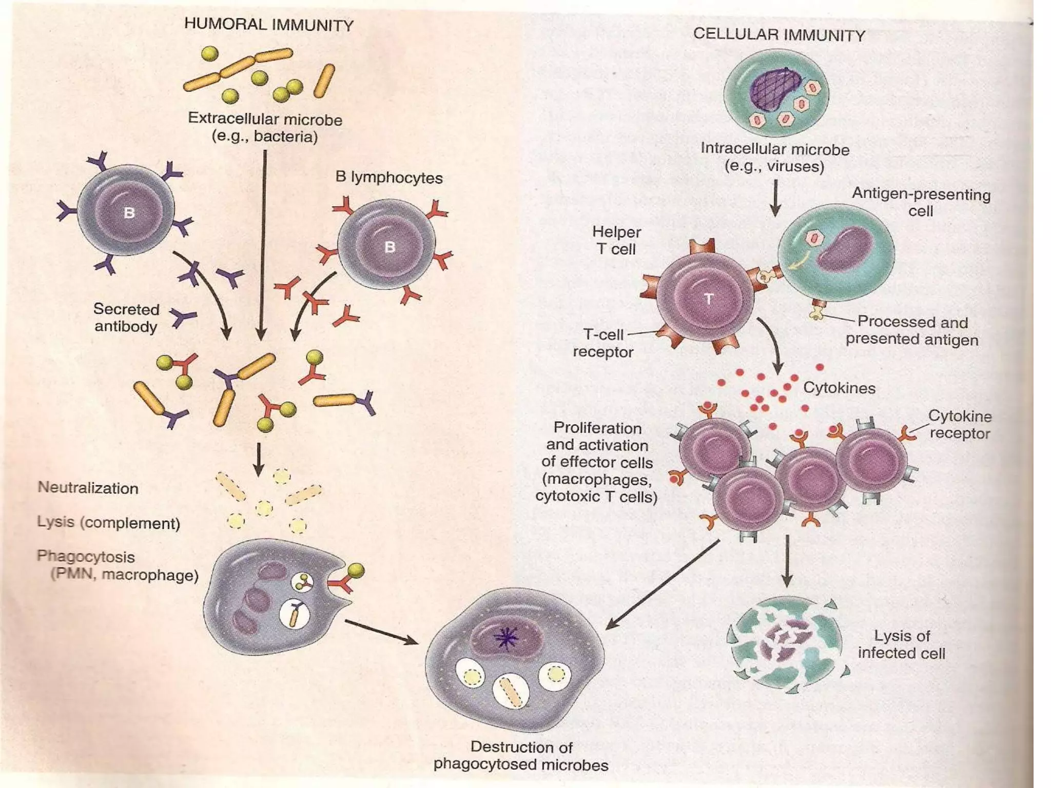 Macrophage in Health and Disease.ppt
