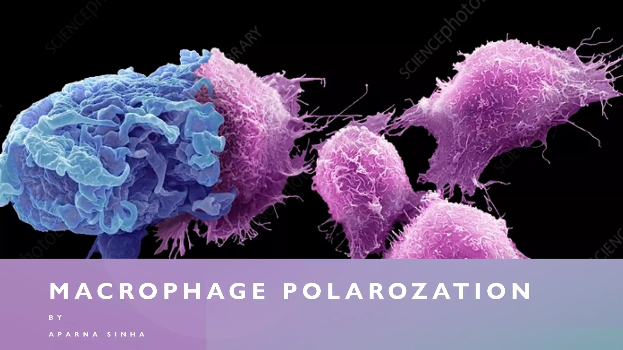 Macrophage polarization in Cancer | PDF