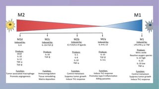 Macrophage polarization in Cancer | PDF