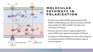 Macrophage polarization in Cancer | PDF