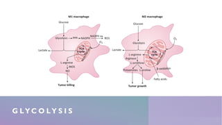 Macrophage polarization in Cancer | PDF