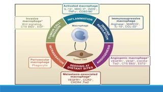 Macrophage polarization by HRG and its effects on Tumor | PPTX
