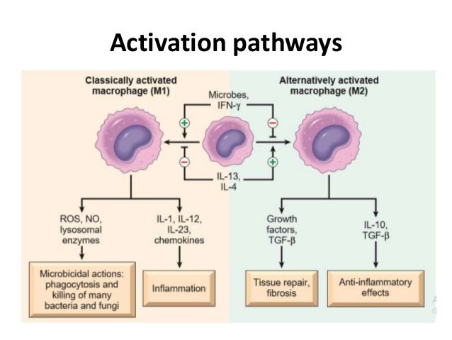 Macrophages