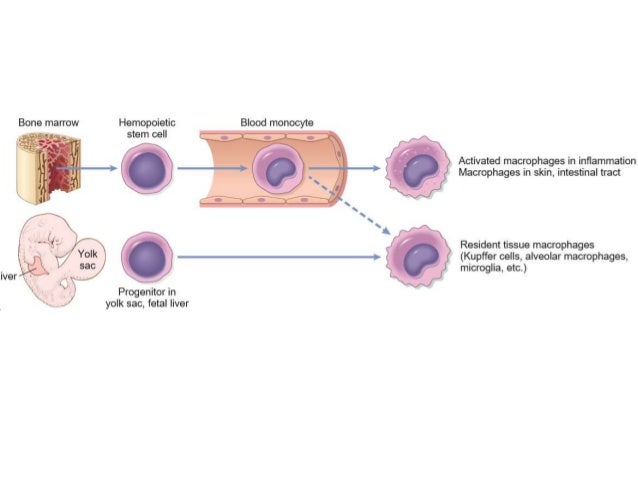 Macrophages