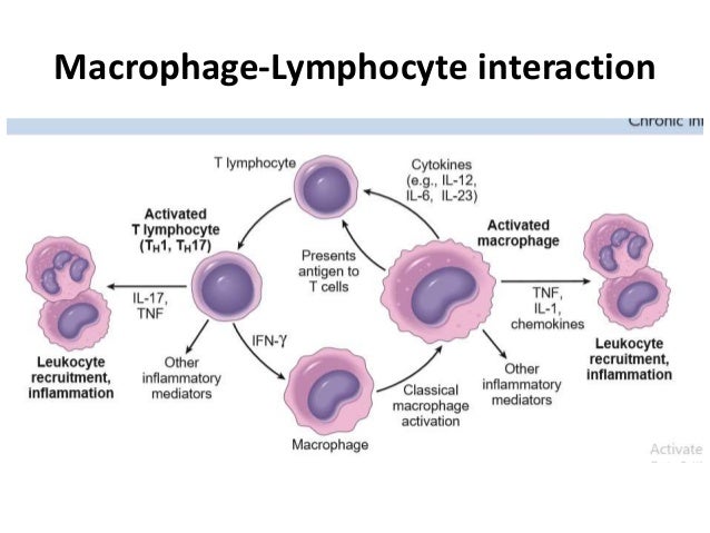 Macrophages