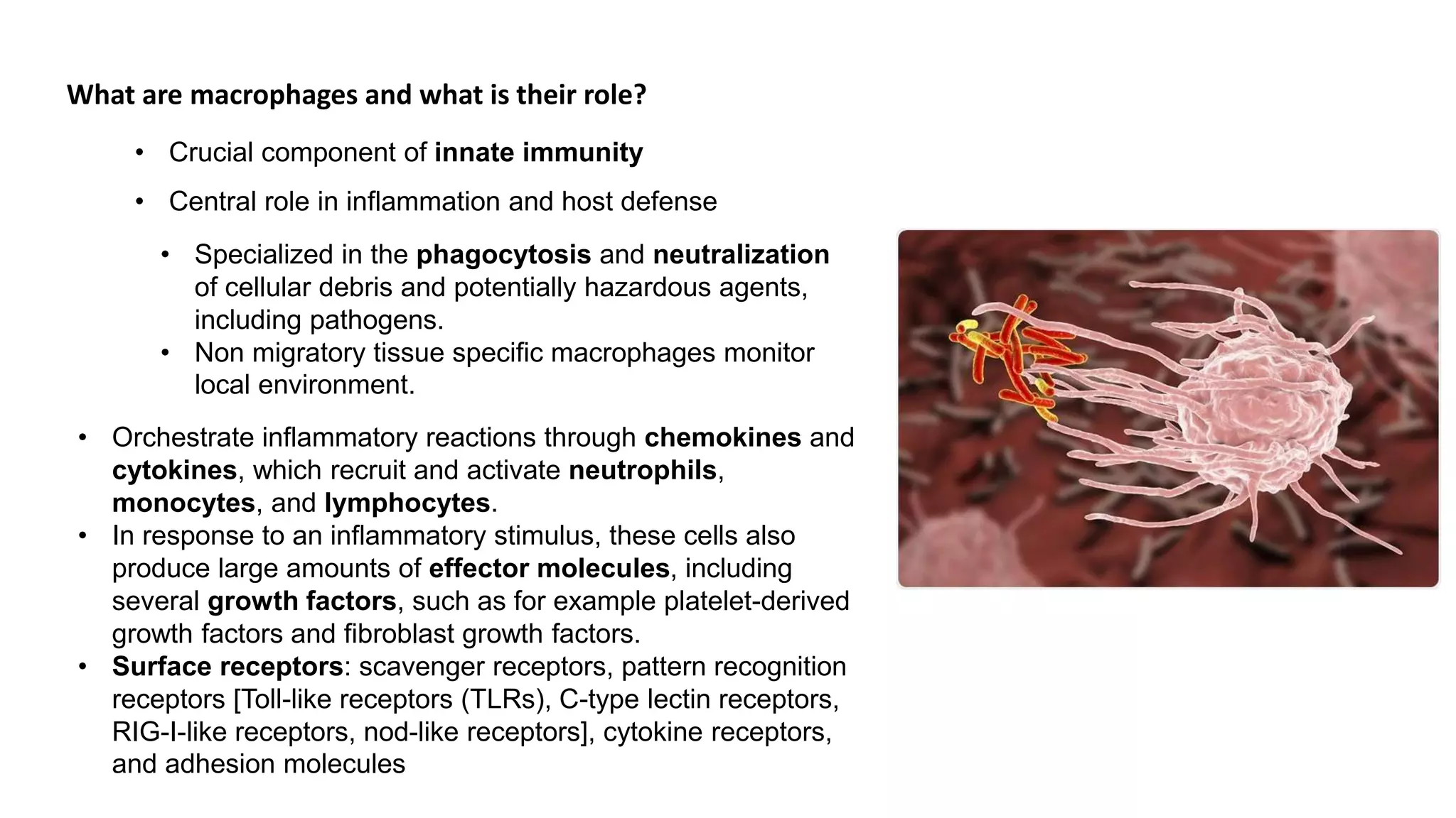 What are macrophages and what is their role?
• Crucial component of innate immunity
• Central role in inflammation and host defense
• Specialized in the phagocytosis and neutralization
of cellular debris and potentially hazardous agents,
including pathogens.
• Non migratory tissue specific macrophages monitor
local environment.
• Orchestrate inflammatory reactions through chemokines and
cytokines, which recruit and activate neutrophils,
monocytes, and lymphocytes.
• In response to an inflammatory stimulus, these cells also
produce large amounts of effector molecules, including
several growth factors, such as for example platelet-derived
growth factors and fibroblast growth factors.
• Surface receptors: scavenger receptors, pattern recognition
receptors [Toll-like receptors (TLRs), C-type lectin receptors,
RIG-I-like receptors, nod-like receptors], cytokine receptors,
and adhesion molecules
 