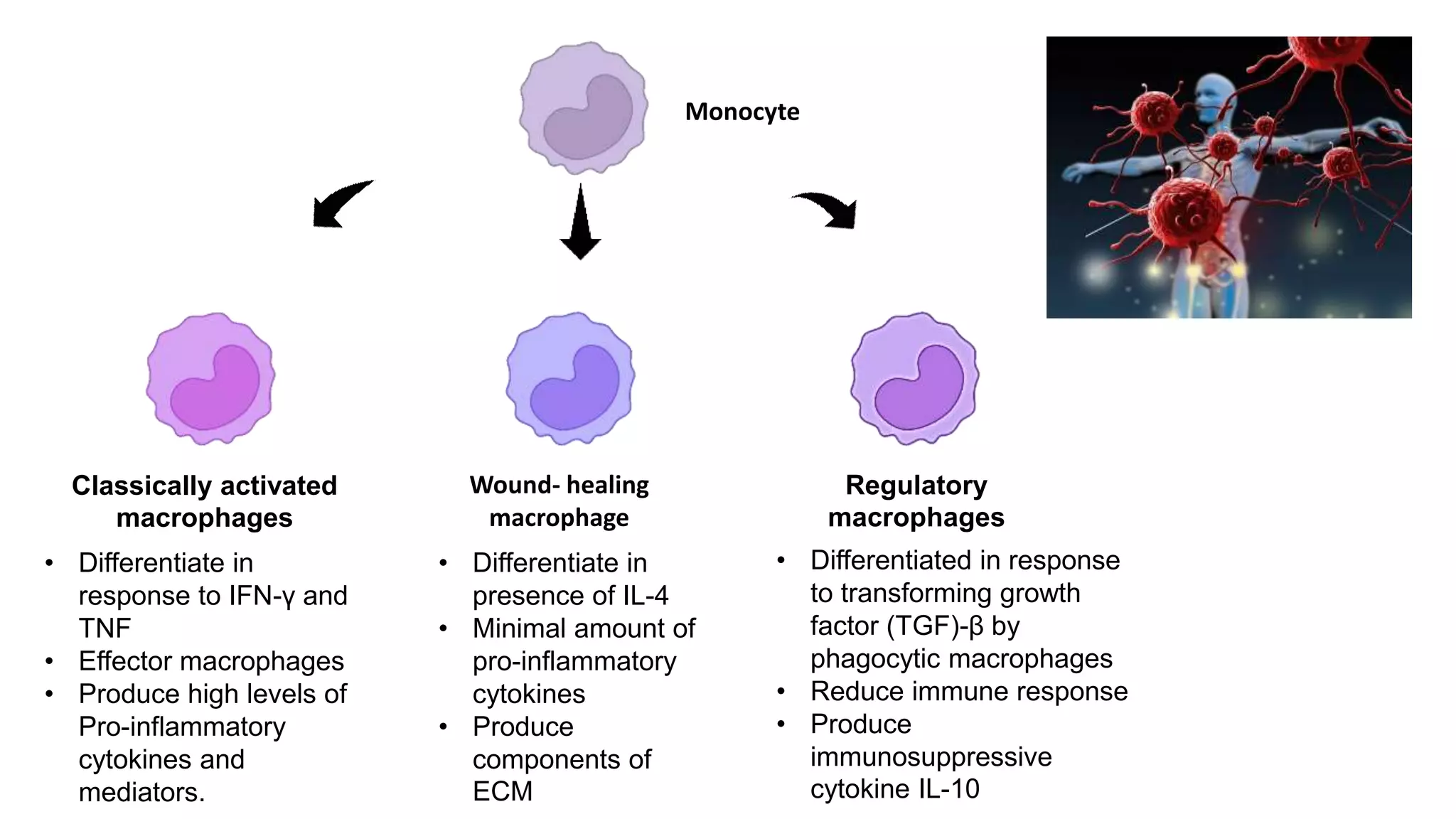 Classically activated
macrophages
Monocyte
Regulatory
macrophages
• Differentiate in
response to IFN-γ and
TNF
• Effector macrophages
• Produce high levels of
Pro-inflammatory
cytokines and
mediators.
• Differentiate in
presence of IL-4
• Minimal amount of
pro-inflammatory
cytokines
• Produce
components of
ECM
• Differentiated in response
to transforming growth
factor (TGF)-β by
phagocytic macrophages
• Reduce immune response
• Produce
immunosuppressive
cytokine IL-10
Wound- healing
macrophage
Monocyte
 