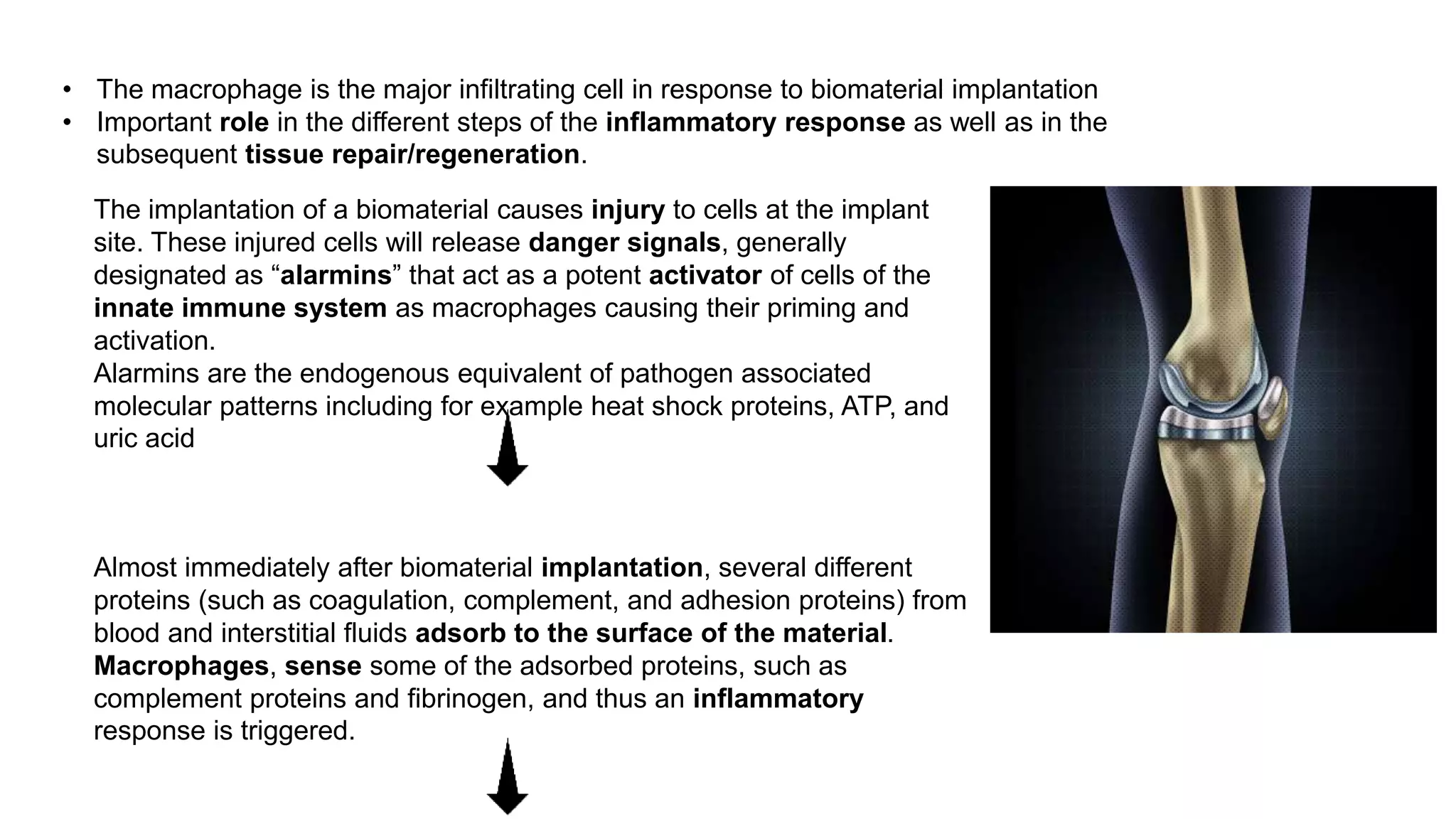 • The macrophage is the major infiltrating cell in response to biomaterial implantation
• Important role in the different steps of the inflammatory response as well as in the
subsequent tissue repair/regeneration.
Almost immediately after biomaterial implantation, several different
proteins (such as coagulation, complement, and adhesion proteins) from
blood and interstitial fluids adsorb to the surface of the material.
Macrophages, sense some of the adsorbed proteins, such as
complement proteins and fibrinogen, and thus an inflammatory
response is triggered.
The implantation of a biomaterial causes injury to cells at the implant
site. These injured cells will release danger signals, generally
designated as “alarmins” that act as a potent activator of cells of the
innate immune system as macrophages causing their priming and
activation.
Alarmins are the endogenous equivalent of pathogen associated
molecular patterns including for example heat shock proteins, ATP, and
uric acid
 